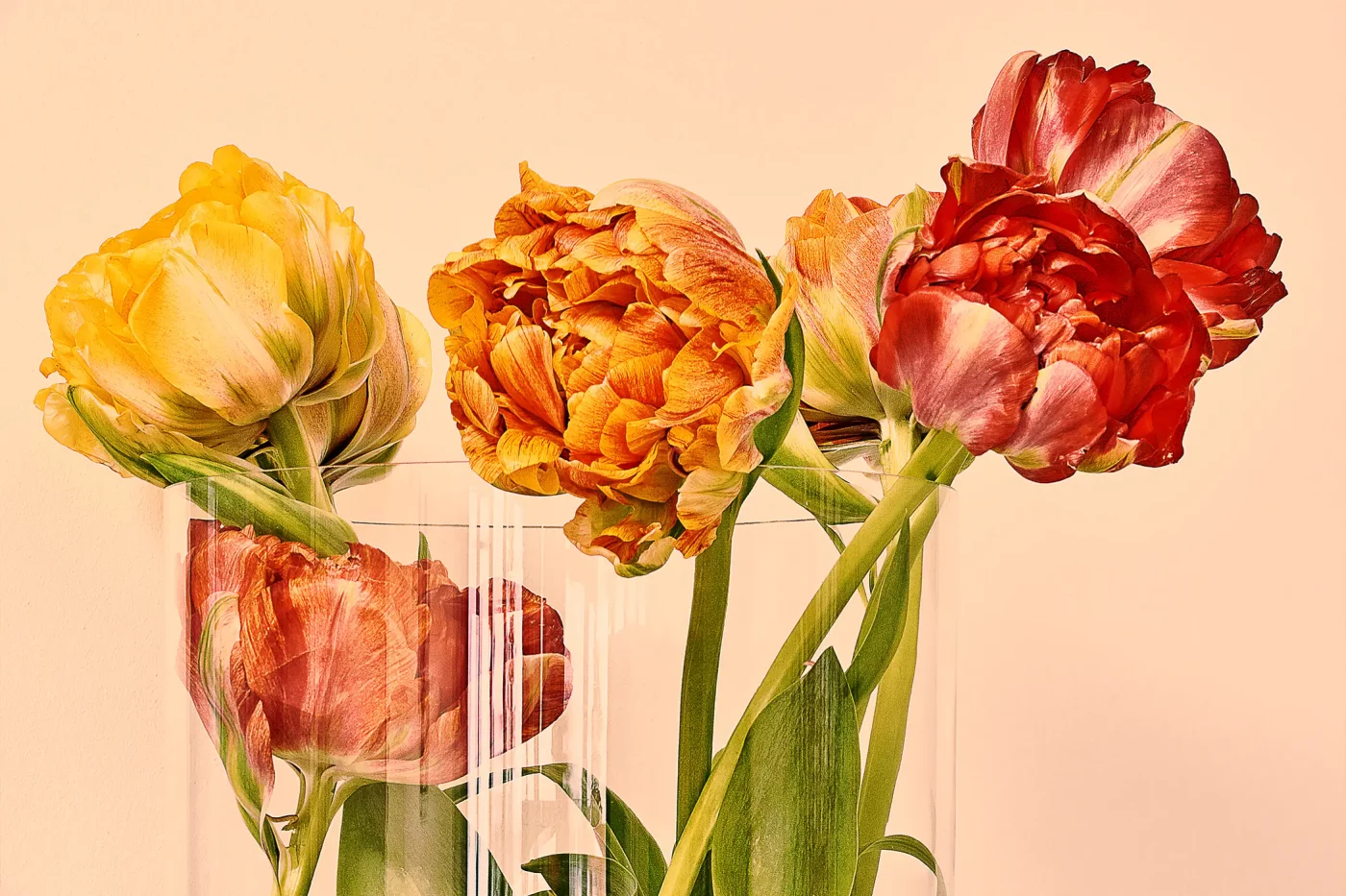 Tulpen quer 4